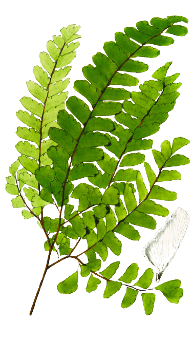 Pszichológiai tanulmányok, tapasztalatok